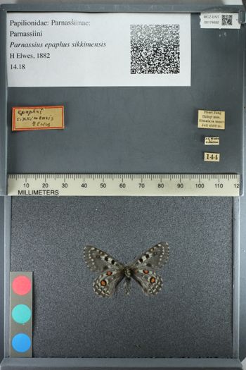 Media type: image;   Entomology 174692